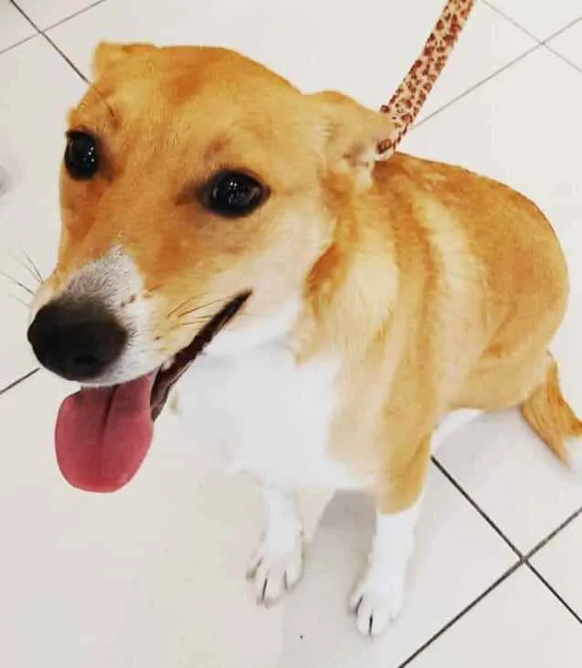 Cachorro ra a SRD idade 2 anos nome Melissa (Bebê)