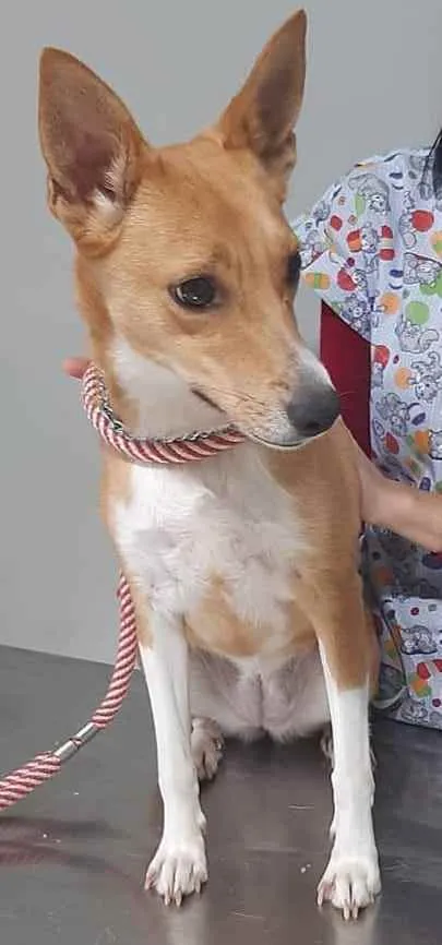 Cachorro ra a SRD idade 2 anos nome Melissa (Bebê)
