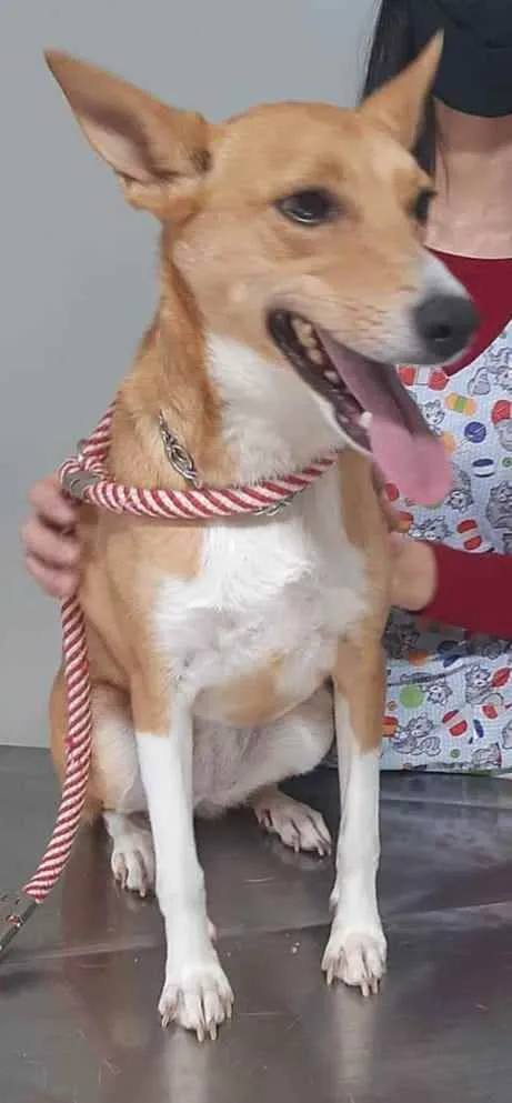 Cachorro ra a SRD idade 2 anos nome Melissa (Bebê)