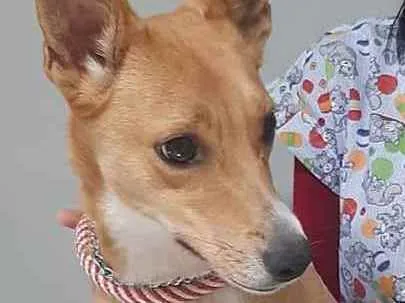 Cachorro ra a SRD idade 2 anos nome Melissa (Bebê)