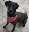Lilica