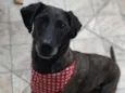 Lilica