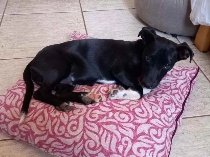 Cachorro ra a SRD idade 2 a 6 meses nome Pingo