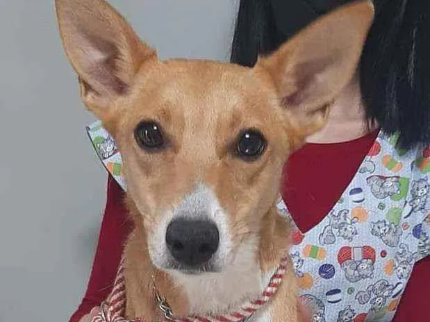 Cachorro ra a SRD idade 2 anos nome Melissa (Bebê)
