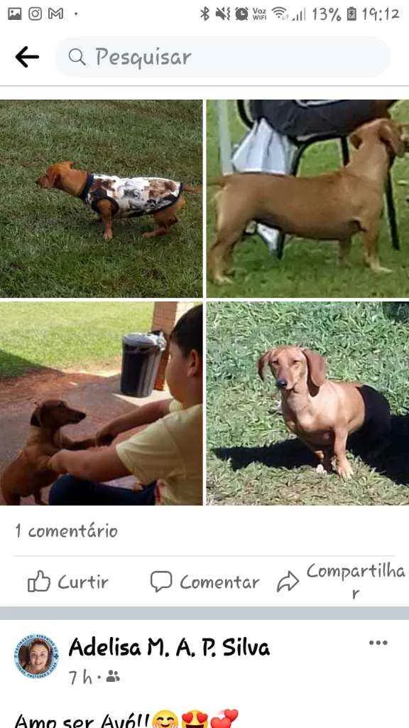 Cachorro raça Basset idade 6 ou mais anos nome Teca