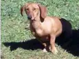 Teca