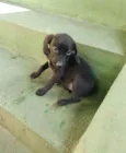 Cachorro raça SRD idade 2 a 6 meses nome Filhotes