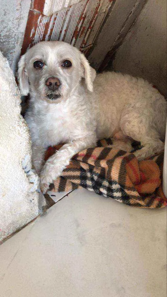 Cachorro raça Mistura Shitzu  idade 6 ou mais anos nome Marley 