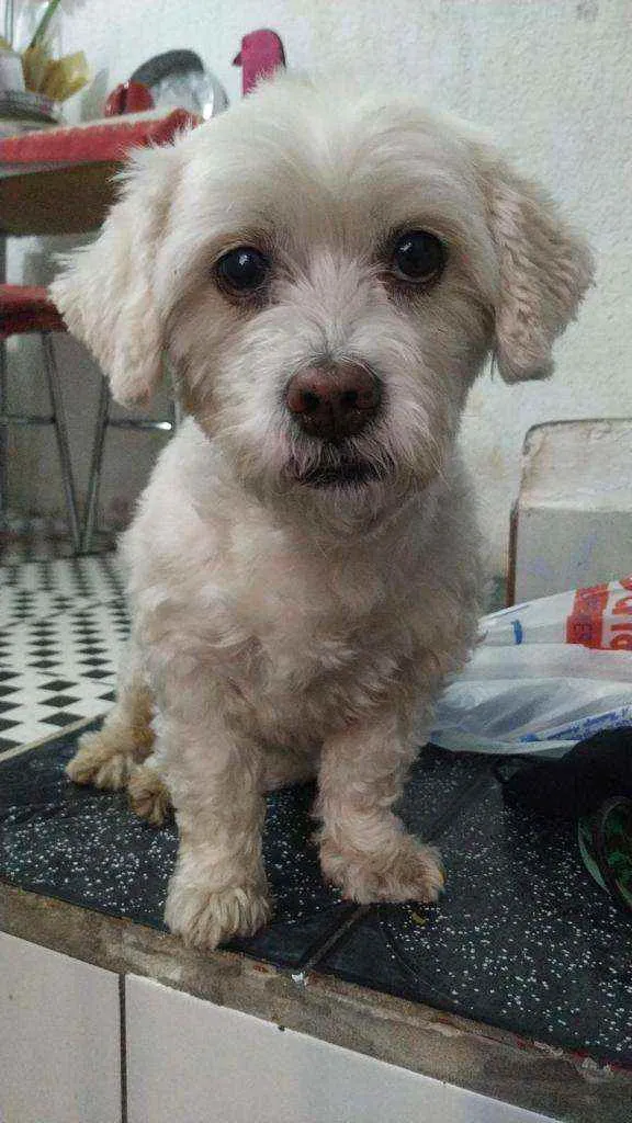 Cachorro raça Mistura Shitzu  idade 6 ou mais anos nome Marley 