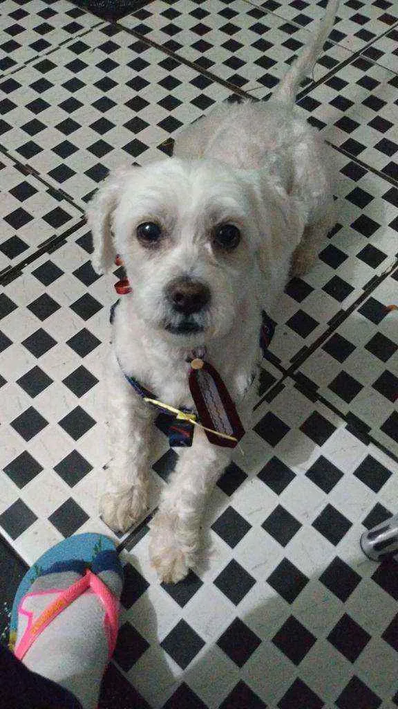 Cachorro raça Mistura Shitzu  idade 6 ou mais anos nome Marley 