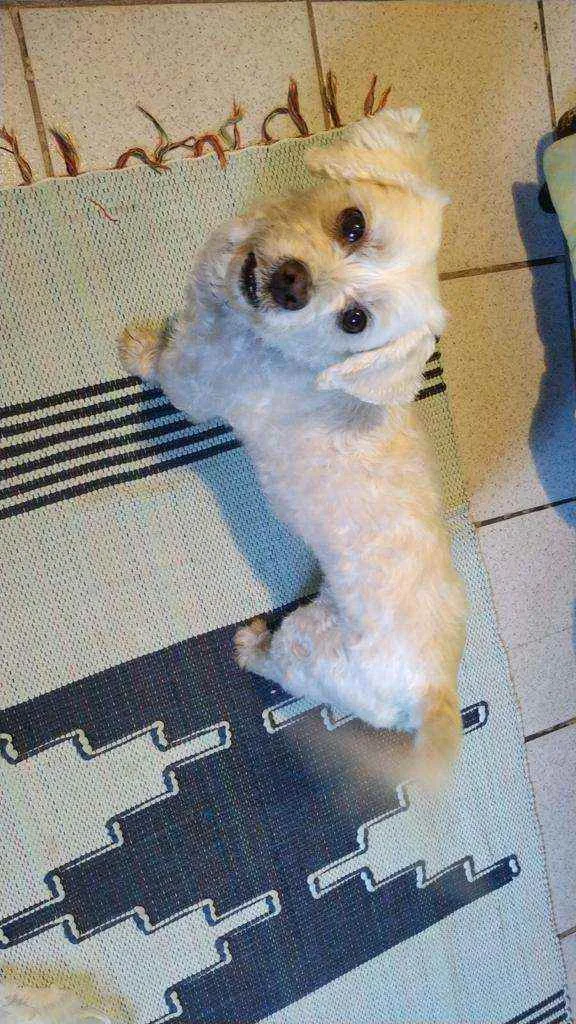 Cachorro raça Mistura Shitzu  idade 6 ou mais anos nome Marley 