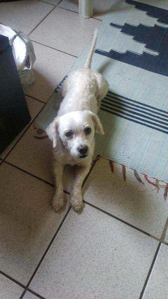 Cachorro raça Mistura Shitzu  idade 6 ou mais anos nome Marley 