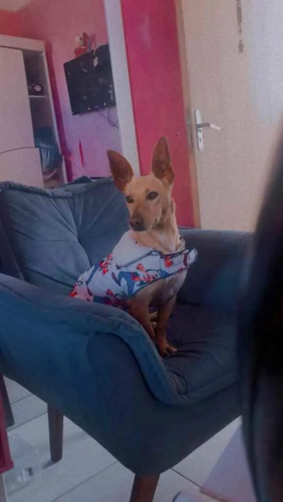 Cachorro raça SRD idade 1 ano nome Sem nome