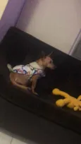 Cachorro raça SRD idade 1 ano nome Sem nome