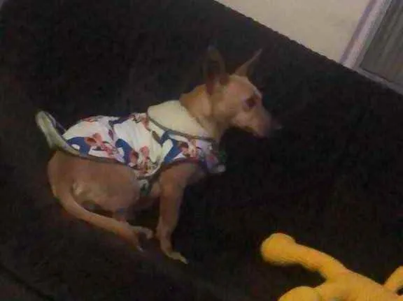 Cachorro raça SRD idade 1 ano nome Sem nome