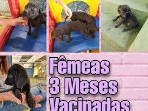 Cachorro raça SRD idade 2 a 6 meses nome Filhotes