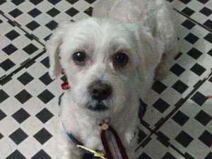 Cachorro raça Mistura Shitzu  idade 6 ou mais anos nome Marley 