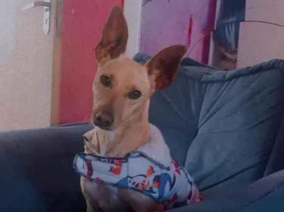 Cachorro raça SRD idade 1 ano nome Sem nome