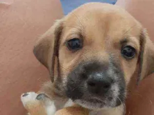 Cachorro raça Viralata idade Abaixo de 2 meses nome Não definido