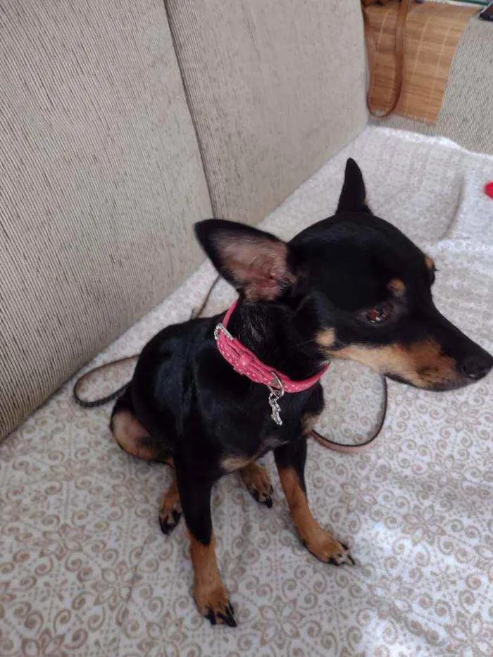 Cachorro ra a Pinscher  idade 1 ano nome Nina