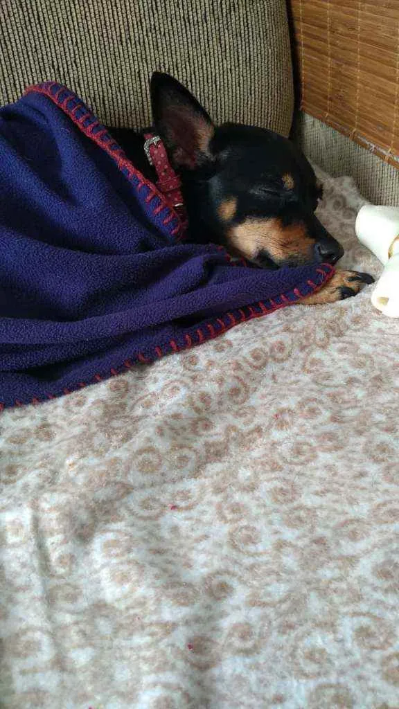 Cachorro ra a Pinscher  idade 1 ano nome Nina