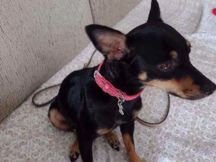 Cachorro ra a Pinscher  idade 1 ano nome Nina