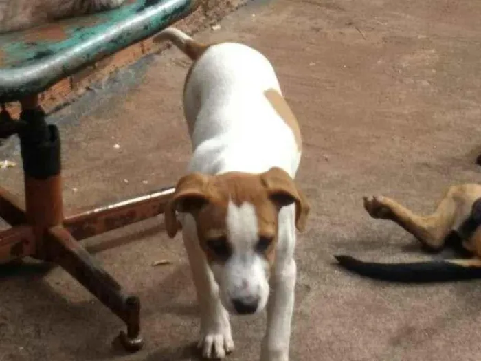 Cachorro ra a SRD-ViraLata idade 2 a 6 meses nome Nevinha 