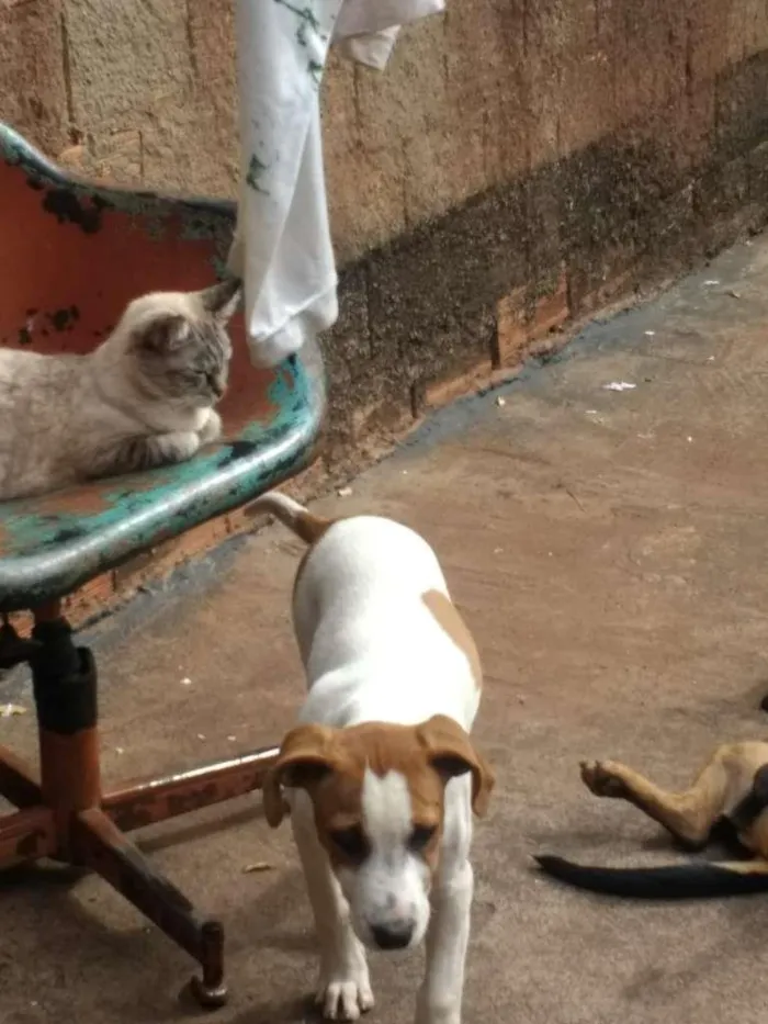 Cachorro ra a SRD-ViraLata idade 2 a 6 meses nome Nevinha 