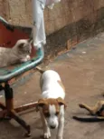 Nevinha