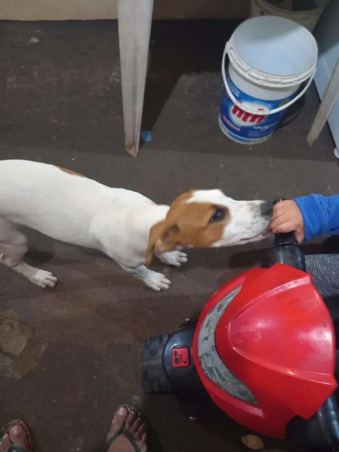 Cachorro ra a SRD-ViraLata idade 2 a 6 meses nome Nevinha 