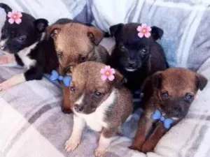 Cachorro raça Canina idade Abaixo de 2 meses nome Fofurinhas