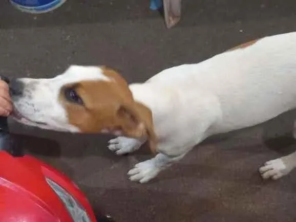 Cachorro ra a SRD-ViraLata idade 2 a 6 meses nome Nevinha 