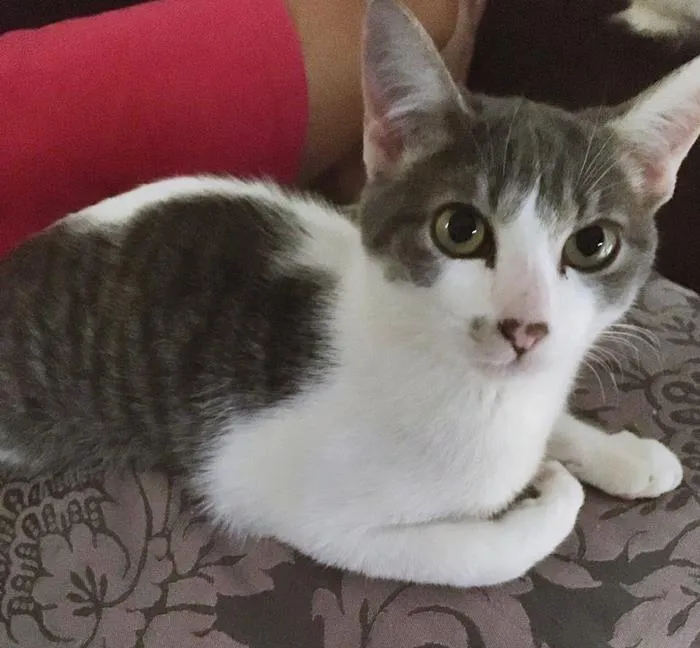 Gato raça SRD-ViraLata idade 2 a 6 meses nome FÁBIO CINZA