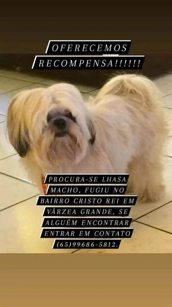 Cachorro ra a Lhasa Apso idade 5 anos nome Hunter