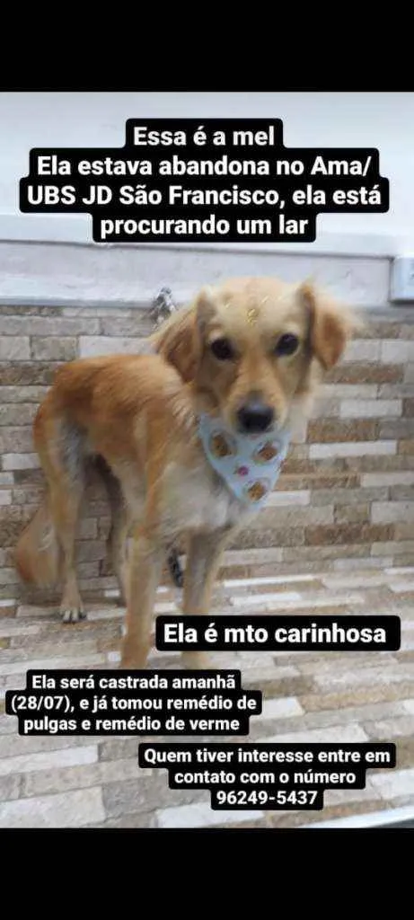 Cachorro ra a caramelo vira-lata  idade 2 anos nome Mel