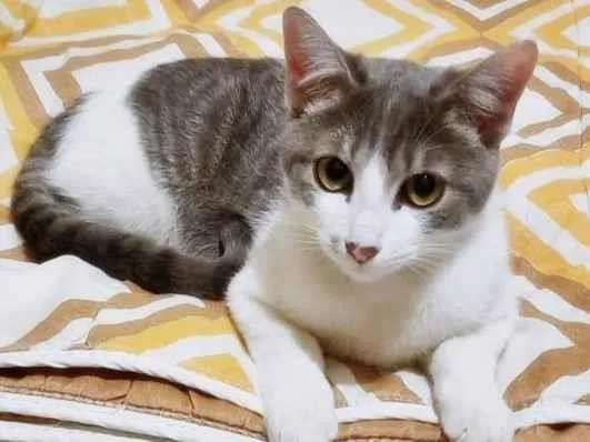 Gato raça SRD-ViraLata idade 2 a 6 meses nome FÁBIO CINZA