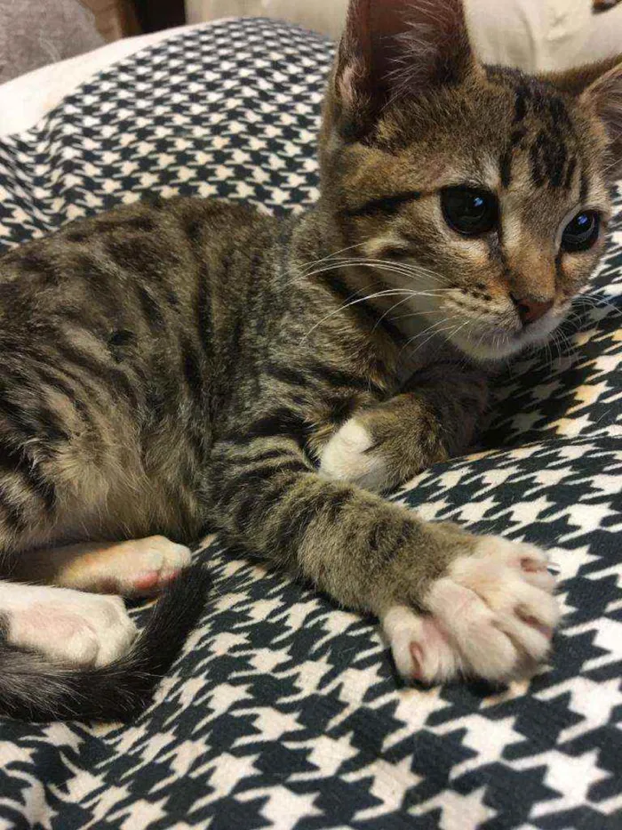 Gato ra a SRD idade 2 a 6 meses nome Jujuba