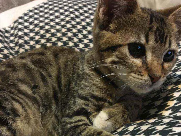 Gato ra a SRD idade 2 a 6 meses nome Jujuba