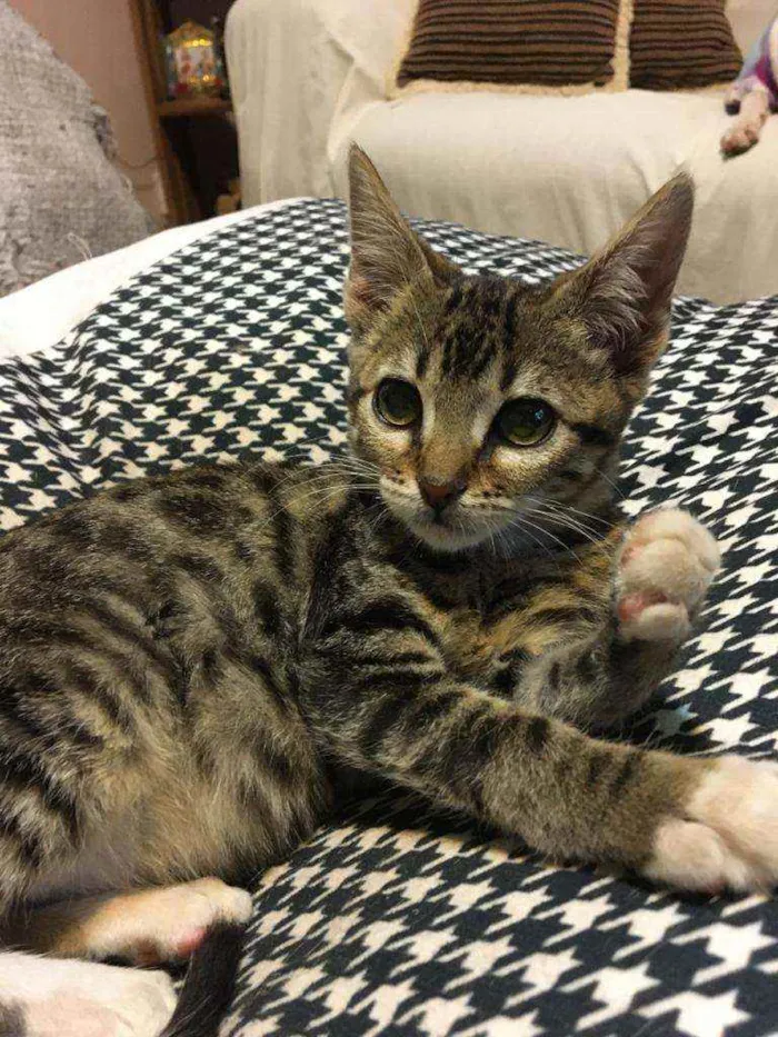 Gato ra a SRD idade 2 a 6 meses nome Jujuba