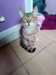 Briti