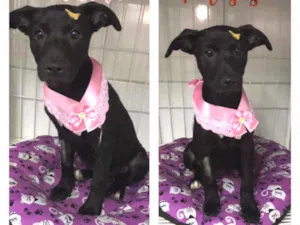 Cachorro raça SRD  idade 2 a 6 meses nome Luna 
