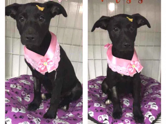 Cachorro raça SRD  idade 2 a 6 meses nome Luna 