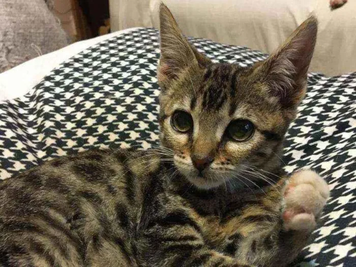 Gato ra a SRD idade 2 a 6 meses nome Jujuba