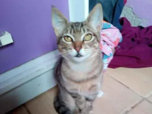 Gato raça SRD idade 2 a 6 meses nome Briti