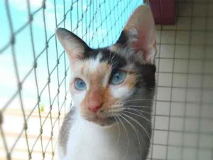 Gato raça srd idade 2 anos nome Mabelle