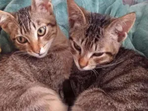 Gato raça SRD idade 2 a 6 meses nome Briti e Osvaldo