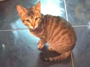 Gato raça SRD idade 2 a 6 meses nome Osvaldo