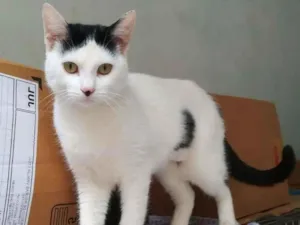 Gato raça srd idade 7 a 11 meses nome Madona