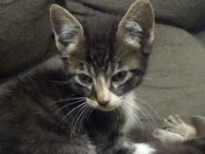 Gato raça não identificada idade Abaixo de 2 meses nome .
