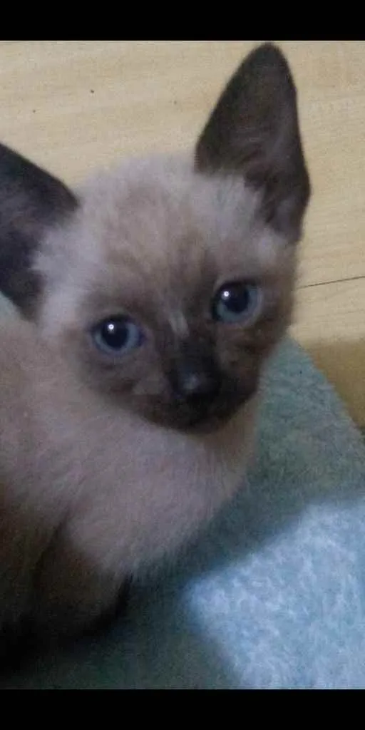 Gato raça siamês idade Abaixo de 2 meses nome .